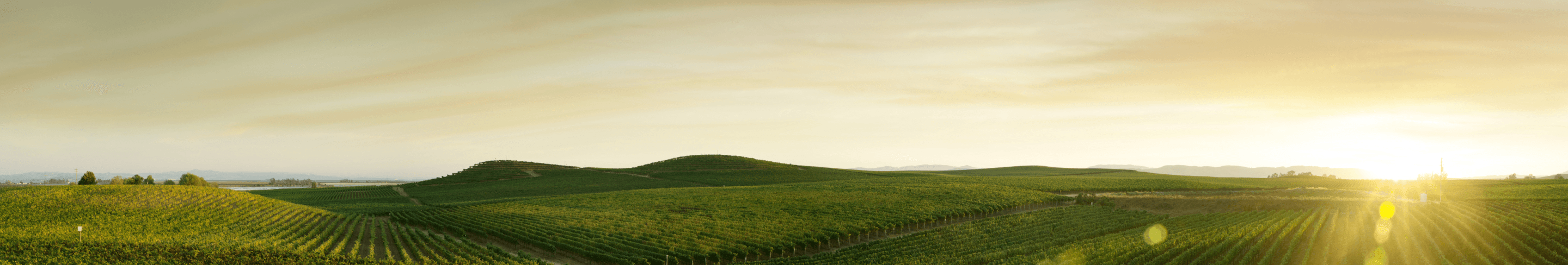 Ürün Açıklamaları