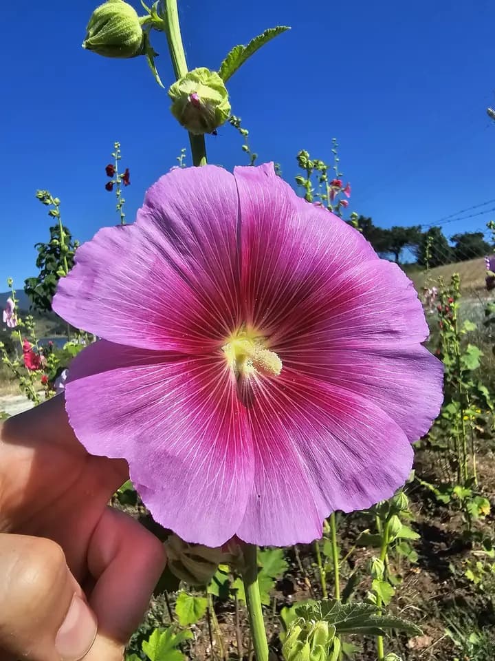 Yayla Hatmi Çiçeği