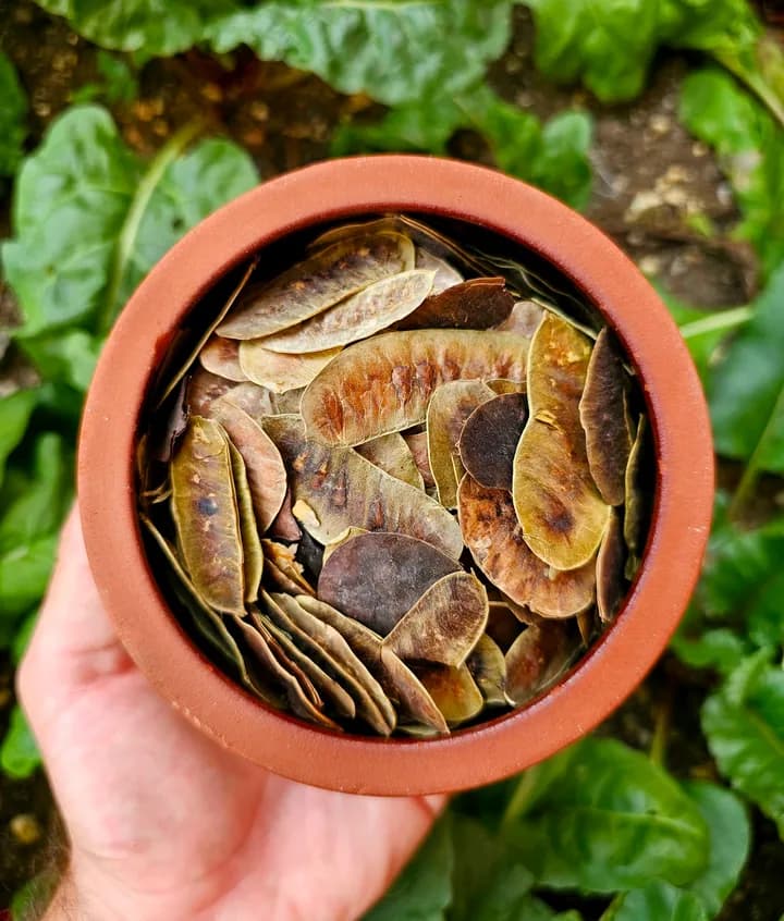 Açlık Otu (Yabani Sinameki)