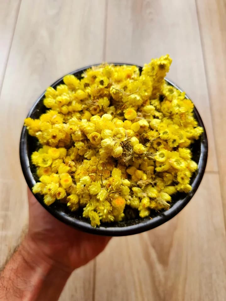 Yabani Geleneksel Altınotu