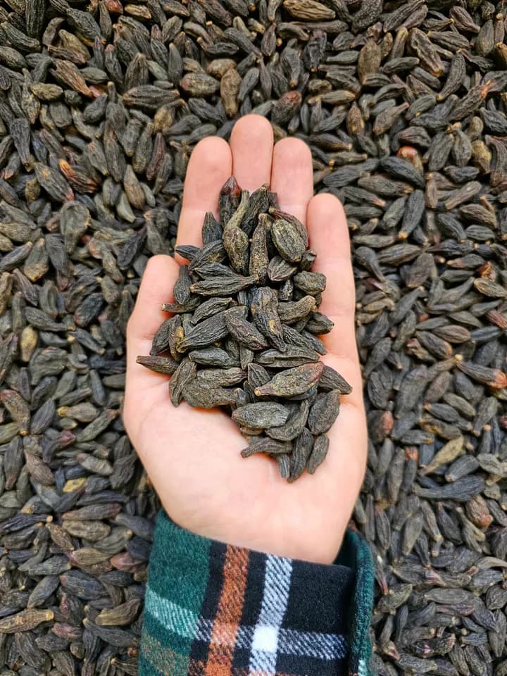 KRALIMIZ KARA HALİLE