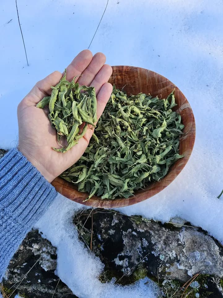 El Seçmesi Limon Melisa