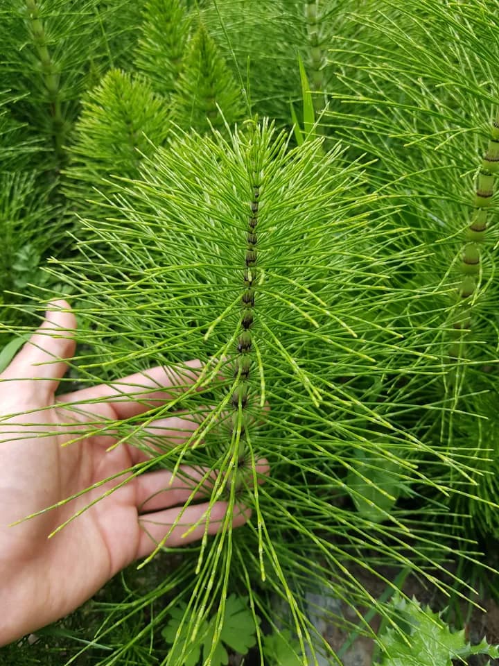 Yayla Kırkkilit Otu (Nehir Kenarı Hasat)
