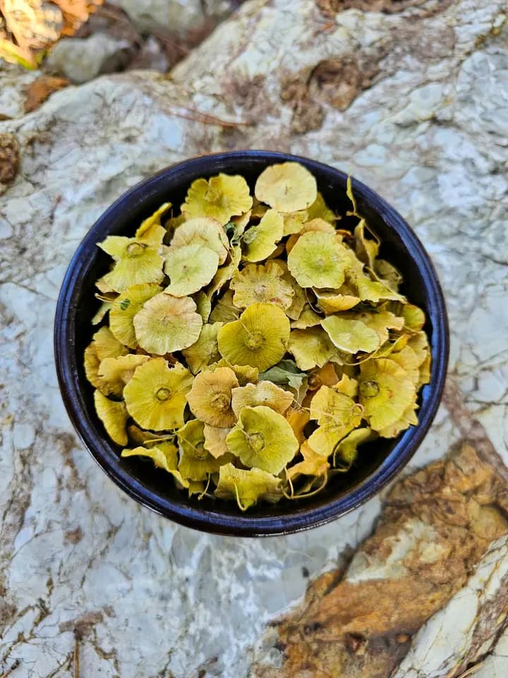 Yabani Karaçalı Pulu