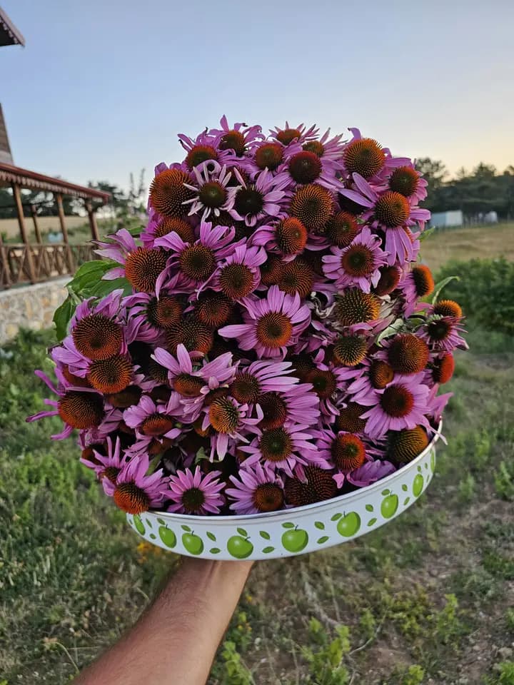 Yayla Ekinezya Çiçeği