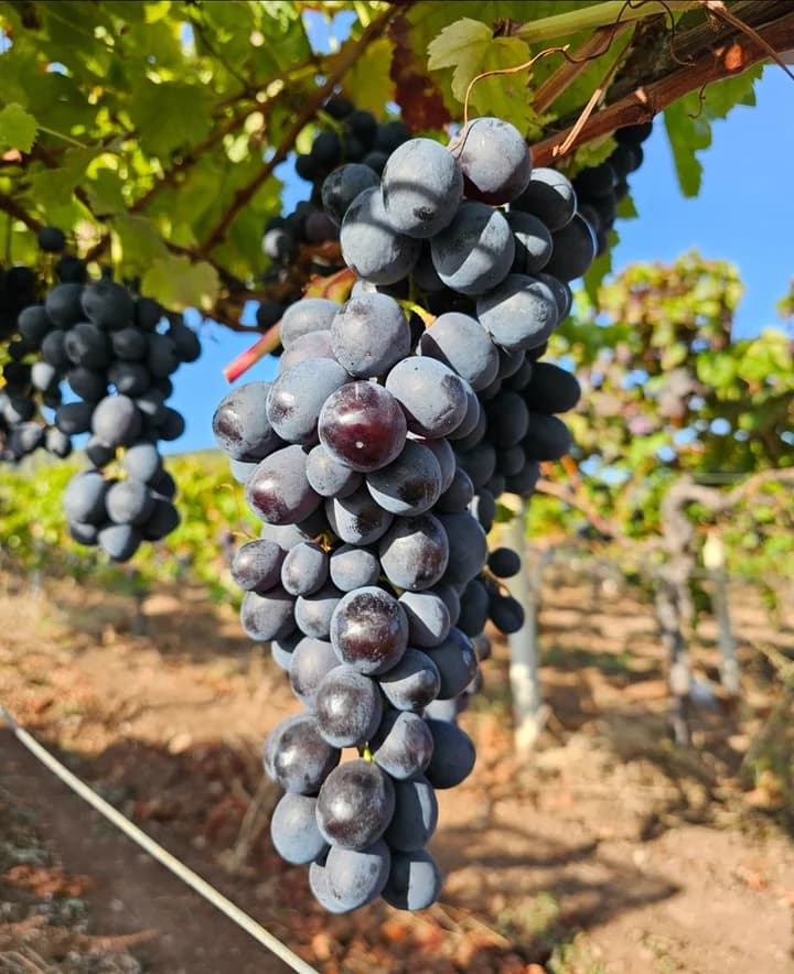 Siyah Üzüm Çekirdeği Yağı (Şiraz Cinsi)