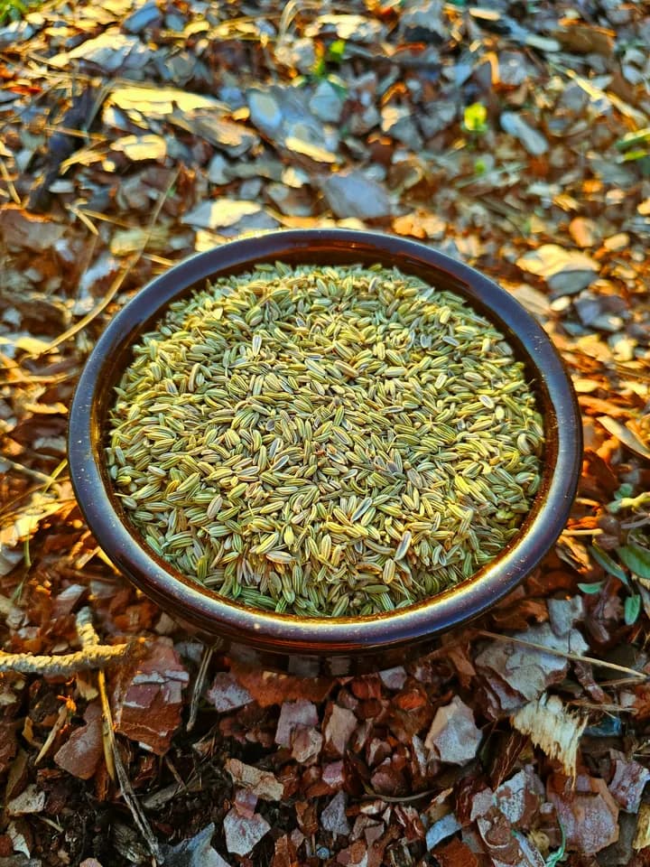 Yabani Dağ Rezenesi