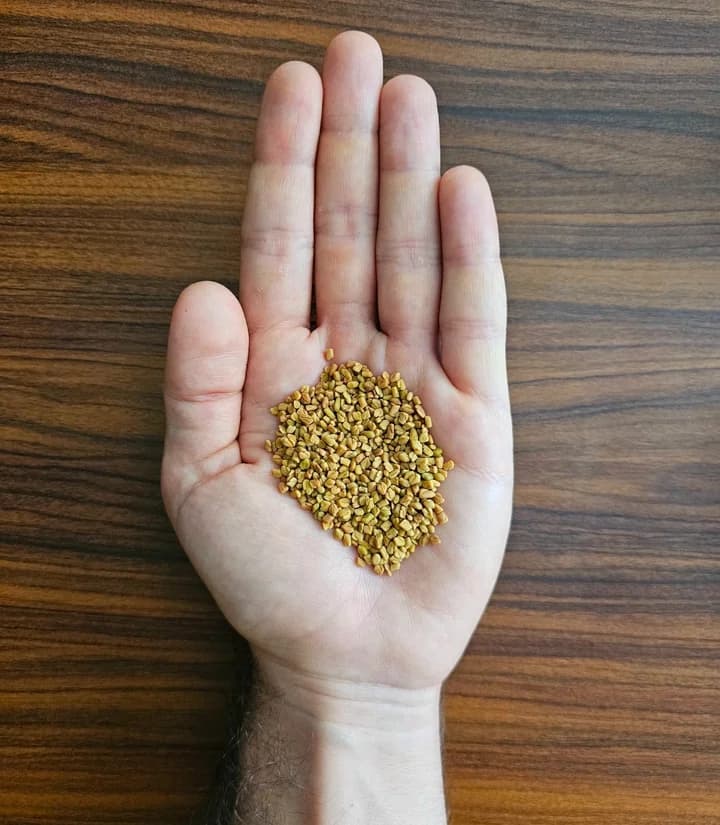 Atalık Çemen Tohumu