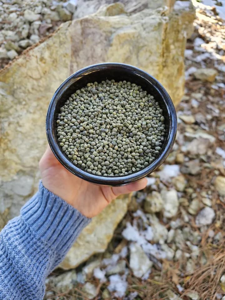 Atalık Bamya Tohumu