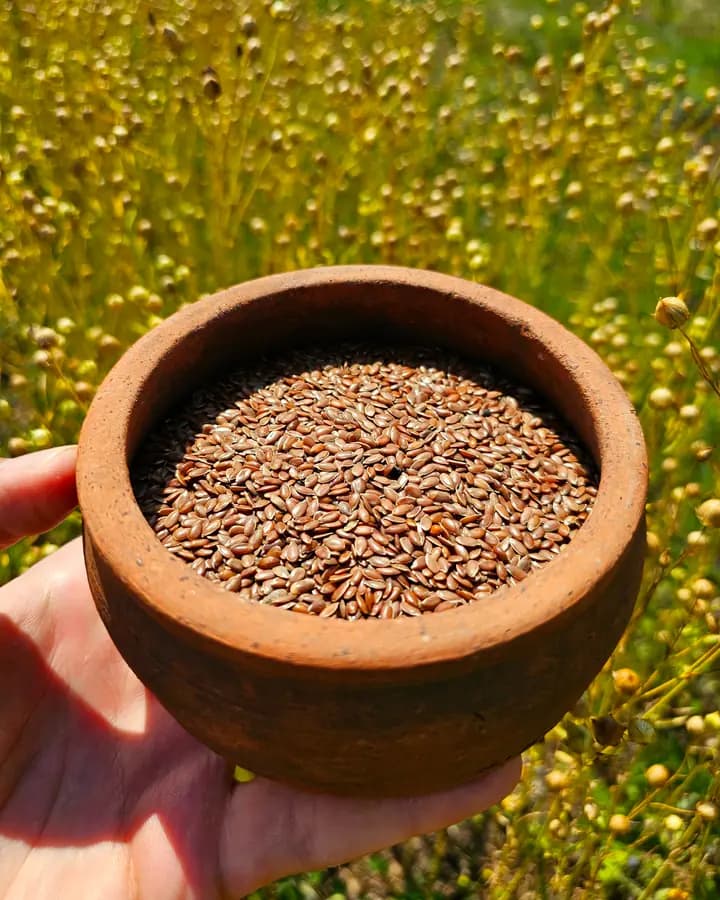 Atalık Keten Tohumu