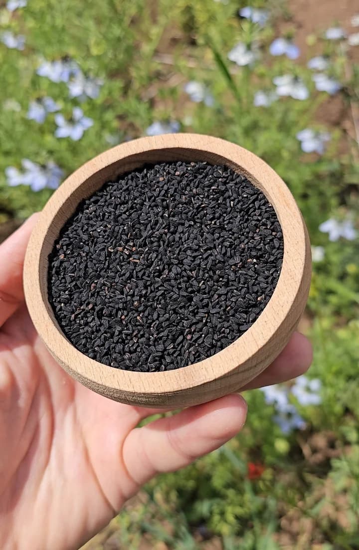 Atalık Çörek Otu Tohumu