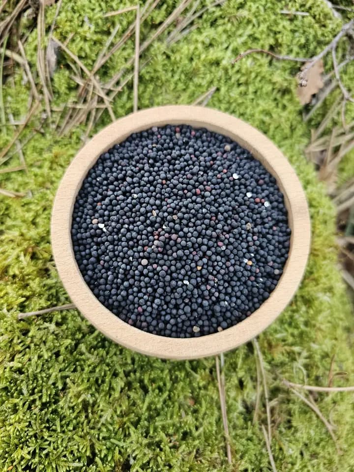 Atalık Siyah Hardal Tohumu