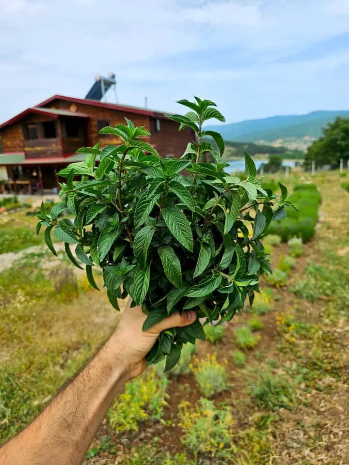 Dört Mevsim Nane Mix