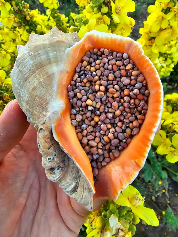 Atalık Siyah Turp Tohumu